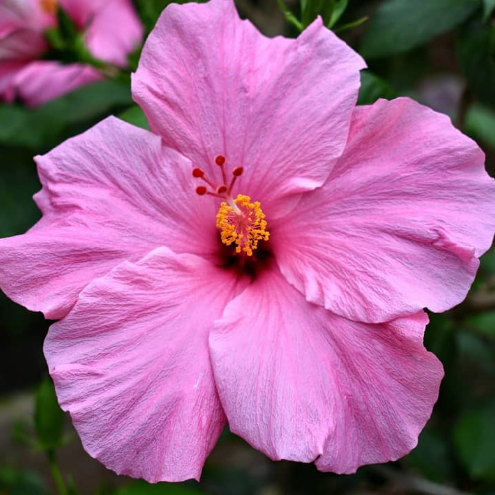 Meet your Posher, Sydney